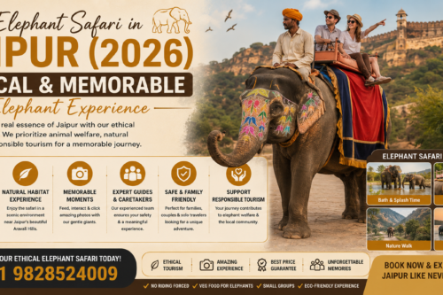 Best Elephant Safari in Jaipur (2026): Ethical & Memorable Elephant Experience