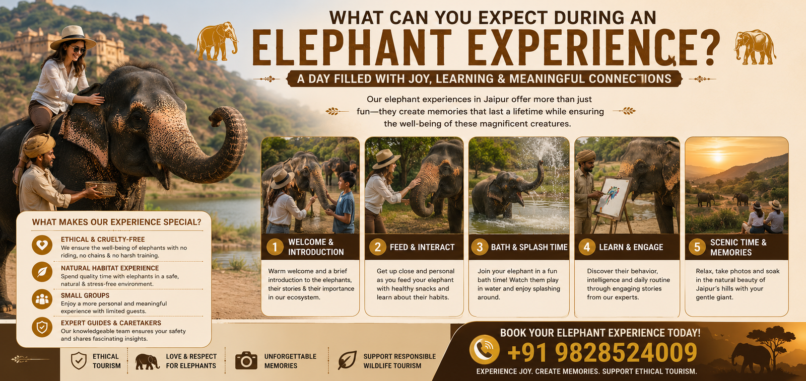 What Can You Expect During an Elephant Experience?